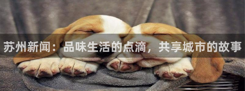 苏州新闻：品味生活的点滴，共享城市的故事